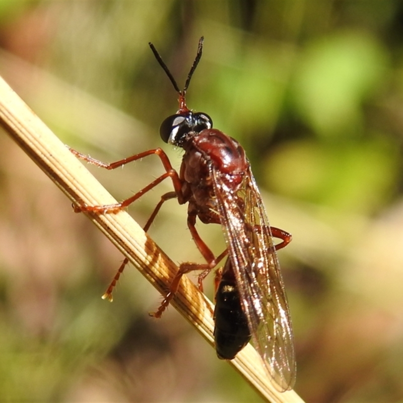 Erythropogon sp. (genus)