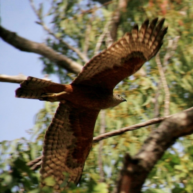 Erythrotriorchis radiatus