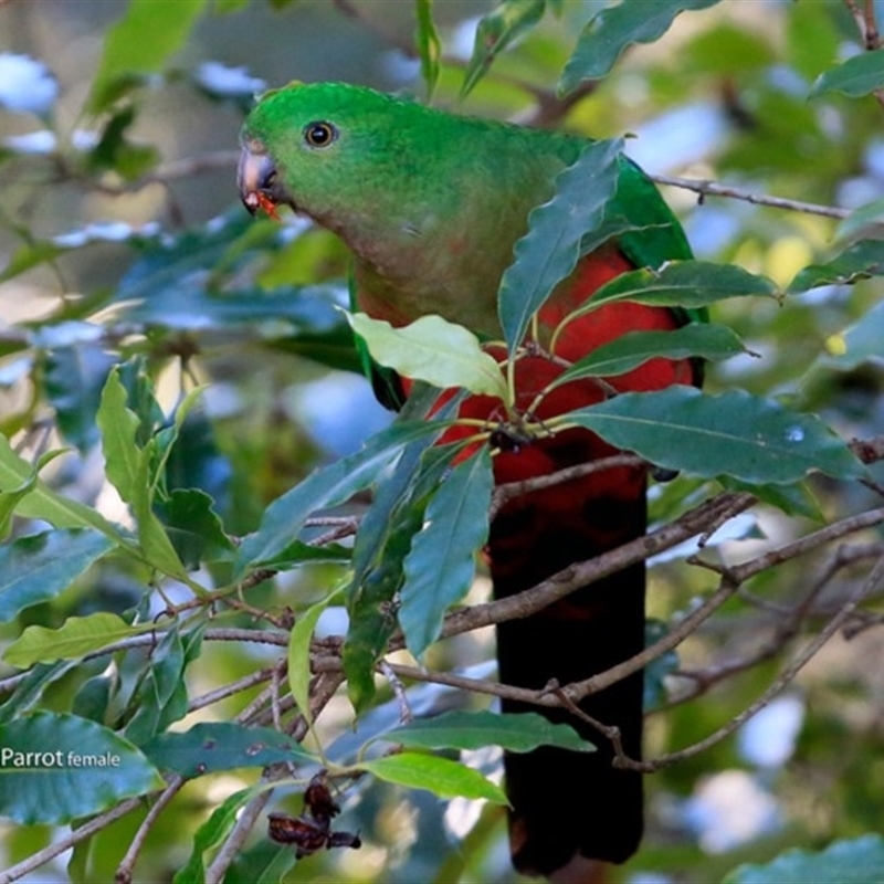 Alisterus scapularis