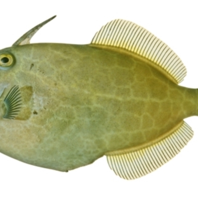 Eubalichthys gunnii