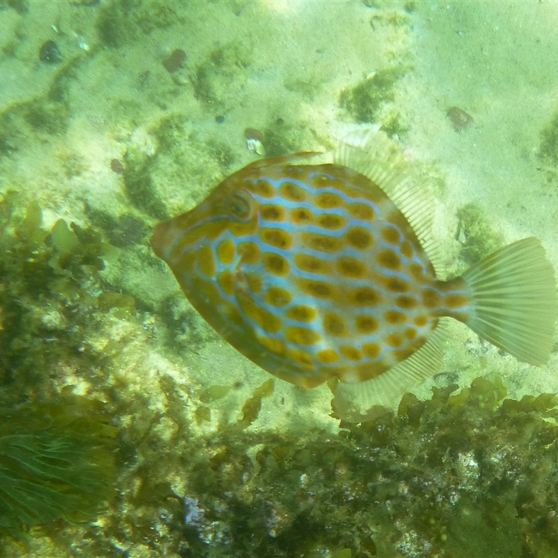 Eubalichthys mosaicus