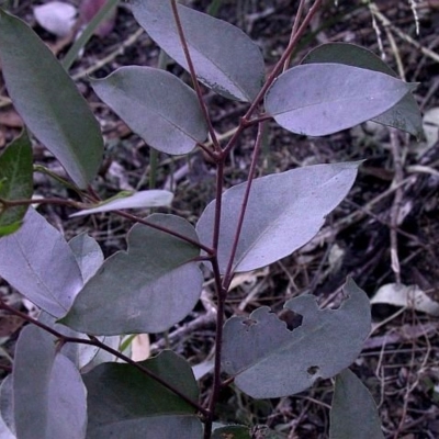 Eucalyptus agglomerata
