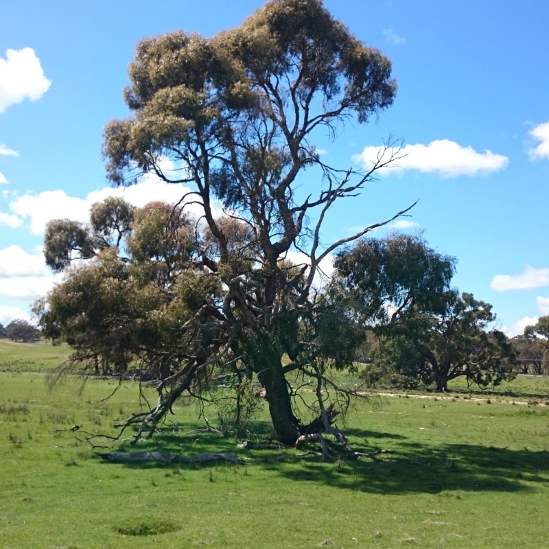 Eucalyptus aggregata