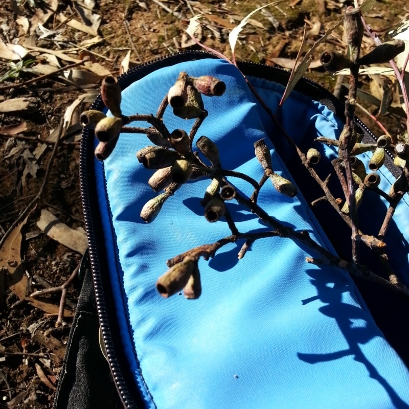 Eucalyptus albens