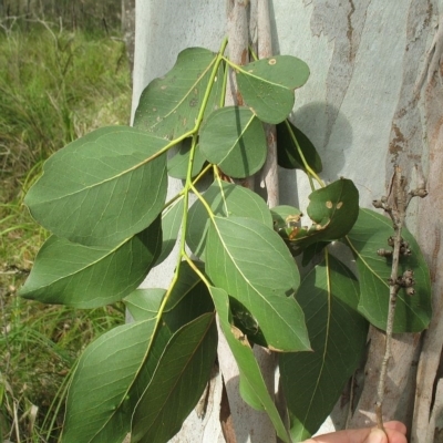 Eucalyptus amplifolia