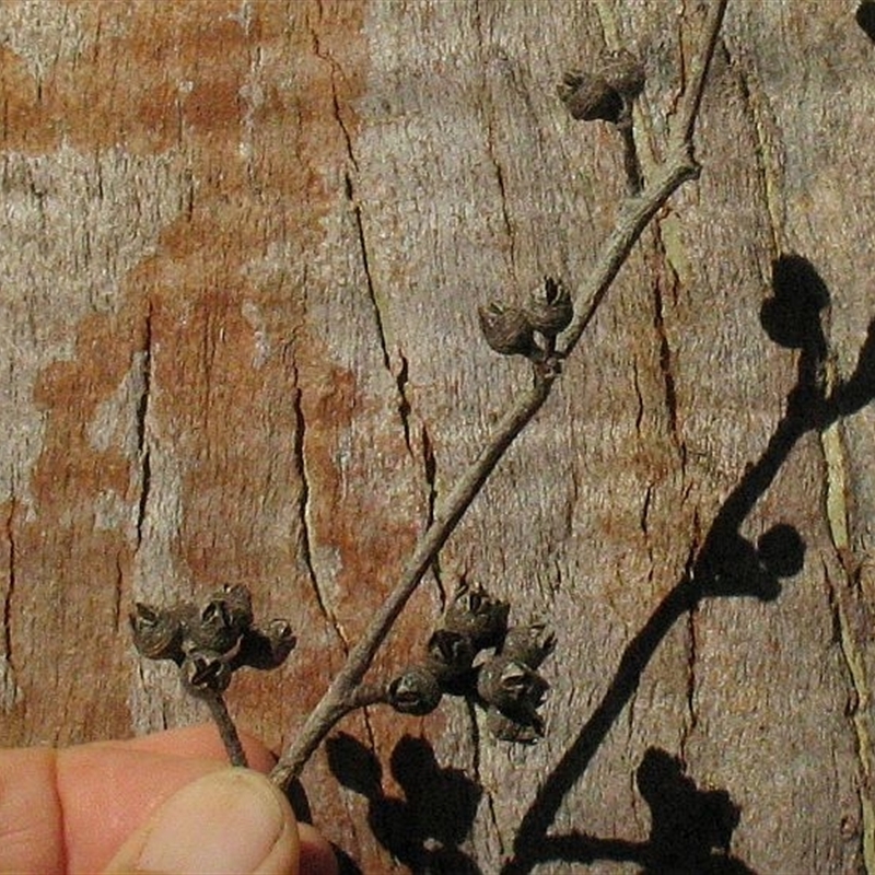 Typical red gum fruits with exsert valves