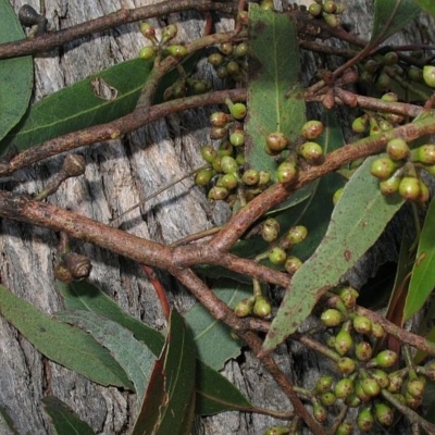 Eucalyptus angophoroides