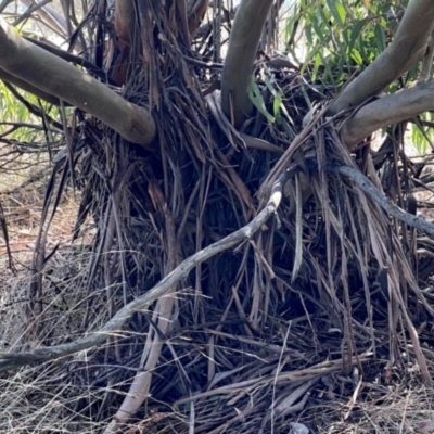 Eucalyptus baeuerlenii