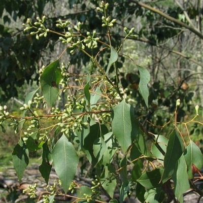 Eucalyptus baueriana