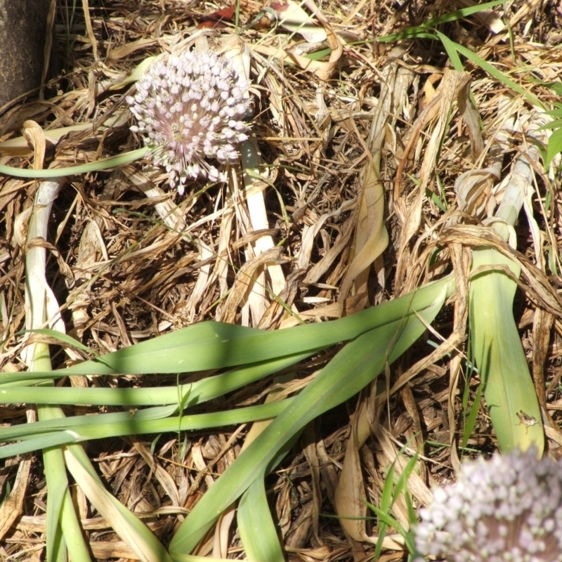 Allium sativum