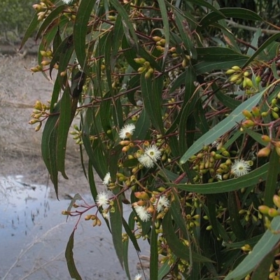 Eucalyptus bosistoana