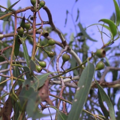 Eucalyptus bosistoana