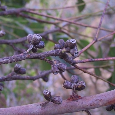 Eucalyptus botryoides