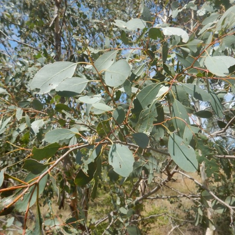 Eucalyptus camphora subsp. humeana