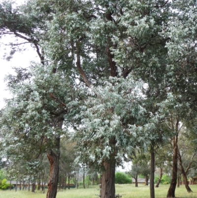 Eucalyptus cinerea