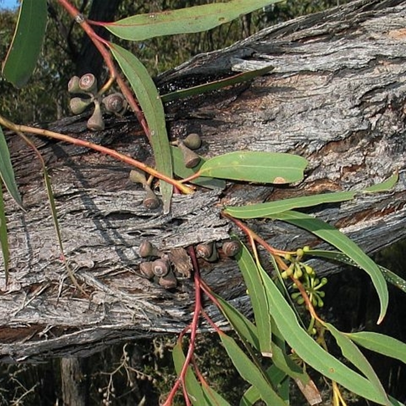 Eucalyptus consideniana