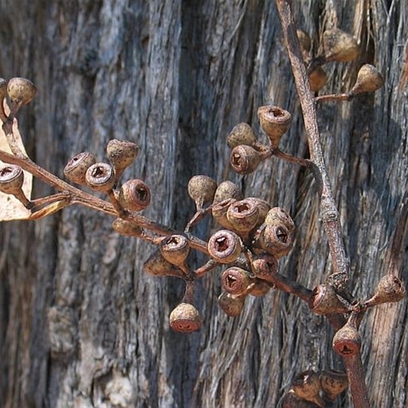 Eucalyptus consideniana