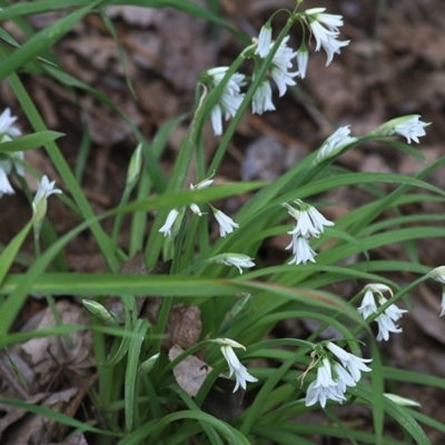 Allium triquetrum