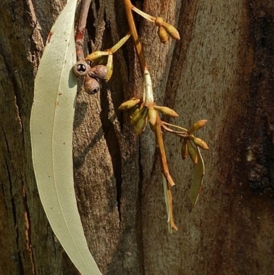 Eucalyptus cypellocarpa