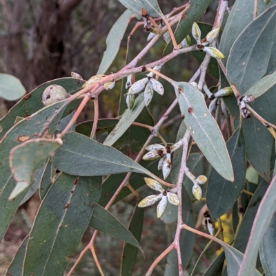 Eucalyptus dealbata