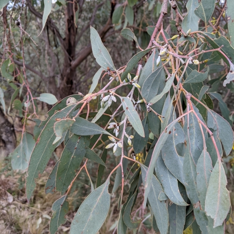 Eucalyptus dealbata