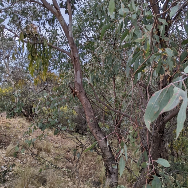 Eucalyptus dealbata