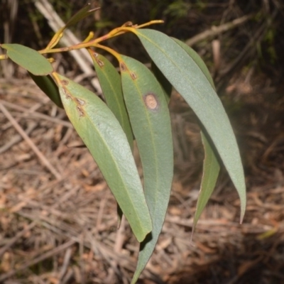 Eucalyptus dendromorpha