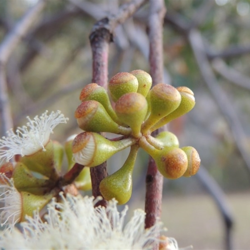 Eucalyptus dives