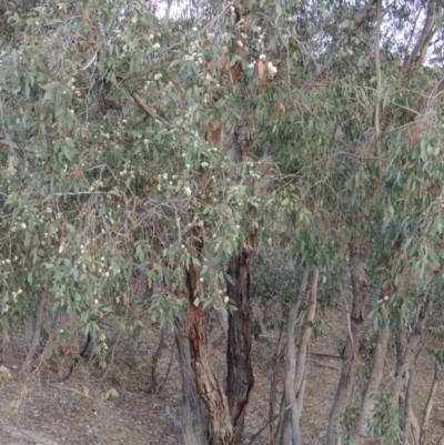 Eucalyptus dives