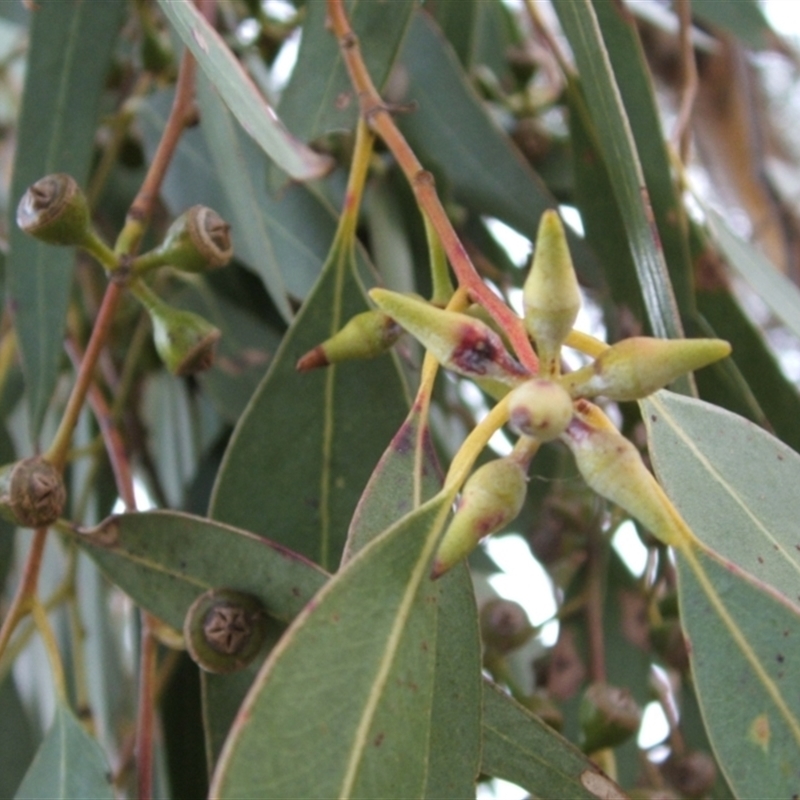 Eucalyptus dwyeri