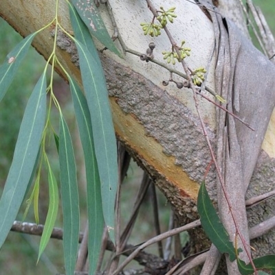 Eucalyptus elata