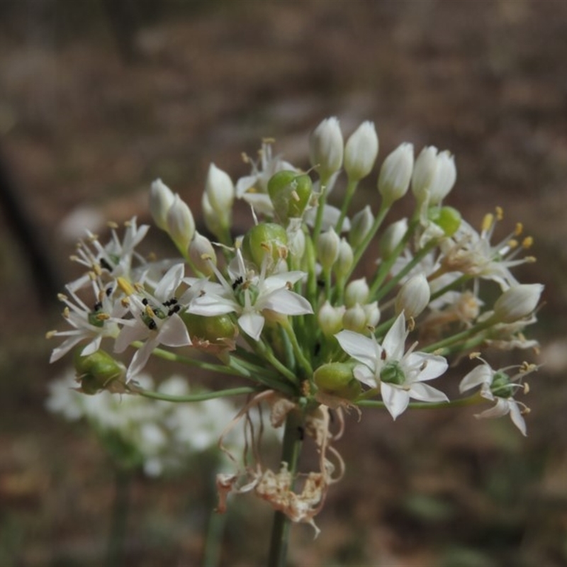 Allium tuberosum