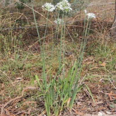 Allium tuberosum