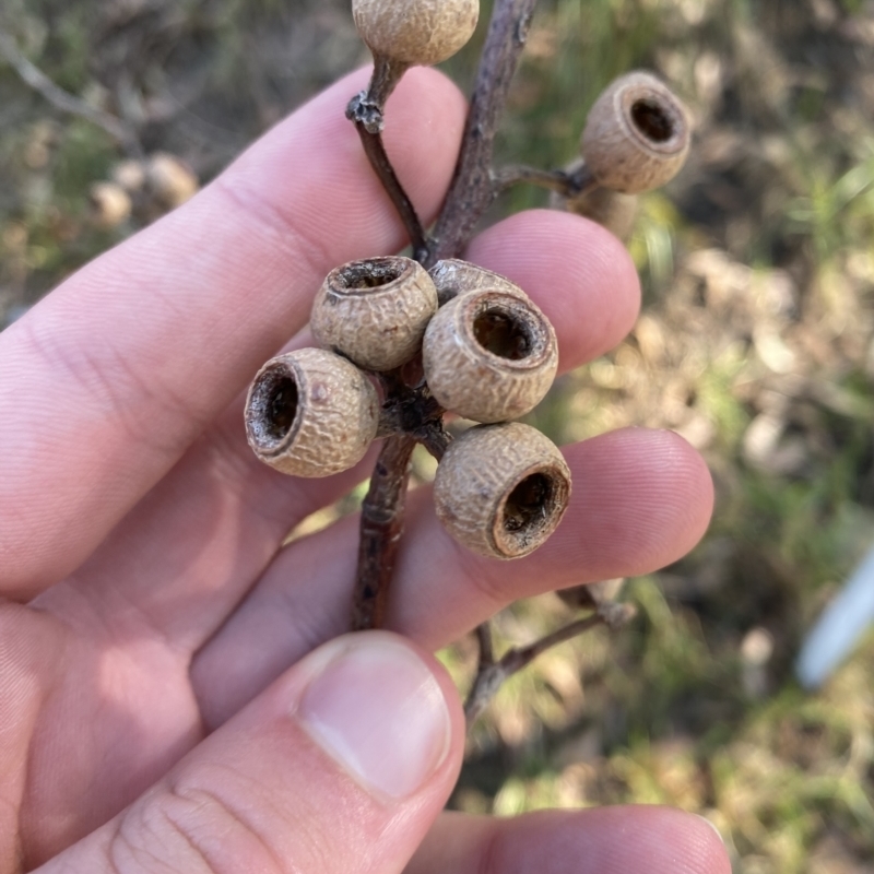 Eucalyptus eugenioides