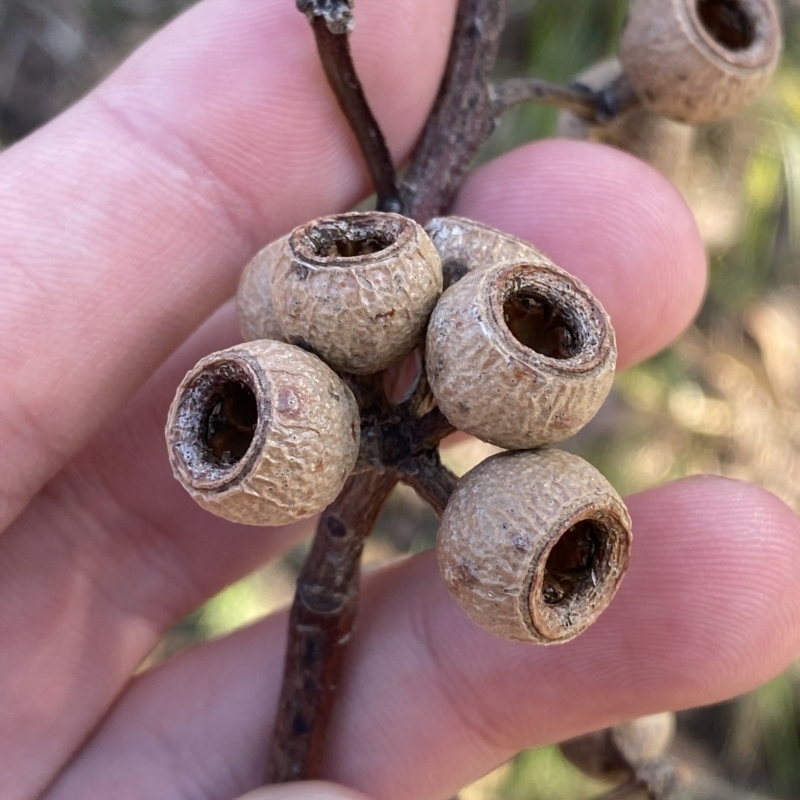 Eucalyptus eugenioides