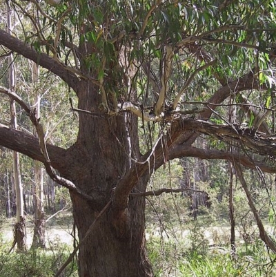 Eucalyptus fastigata