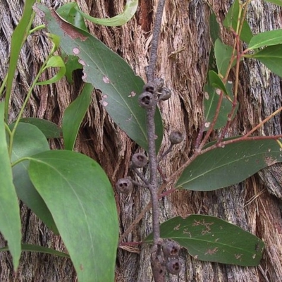 Eucalyptus fastigata