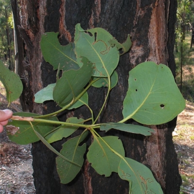 Eucalyptus fibrosa