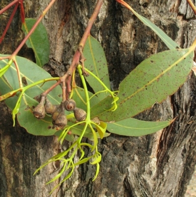 Eucalyptus fibrosa