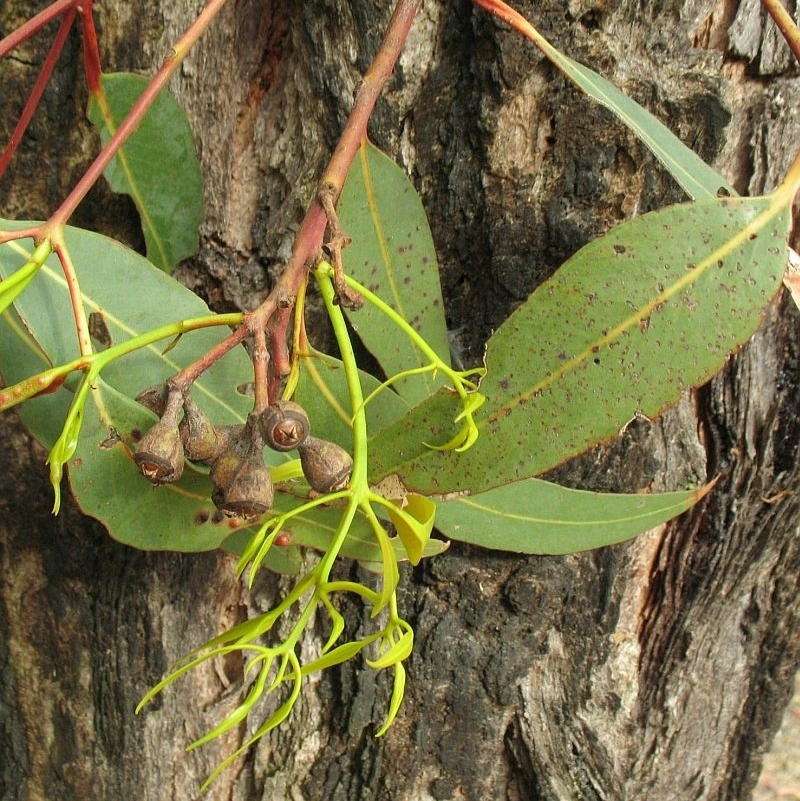 Adult leaves and fruits