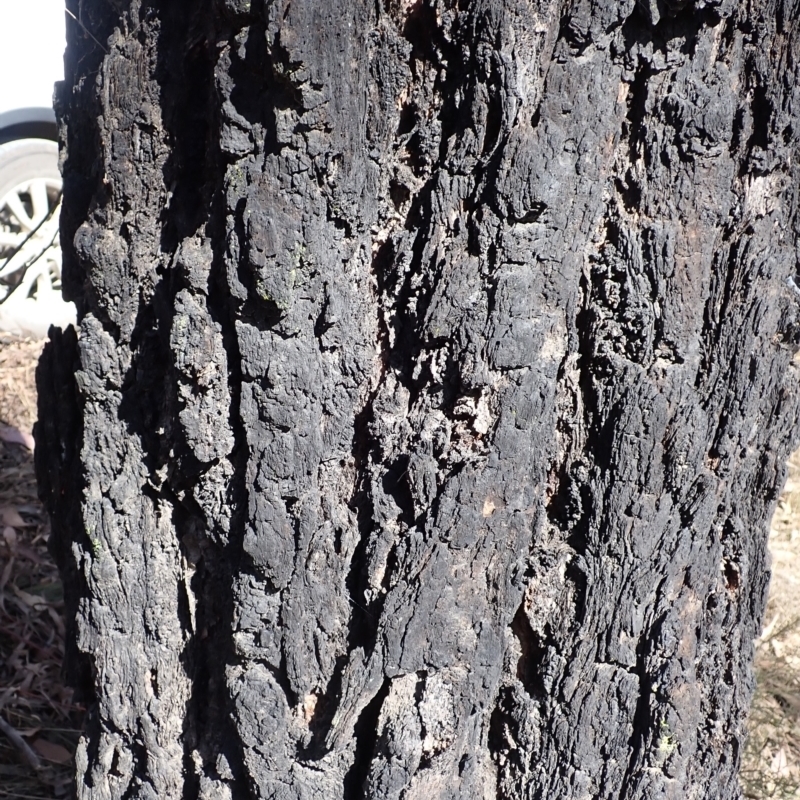 Eucalyptus fibrosa subsp. fibrosa