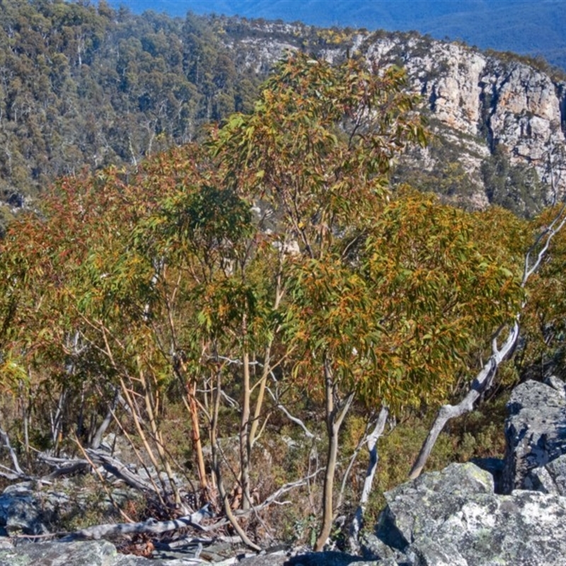 Eucalyptus glaucescens