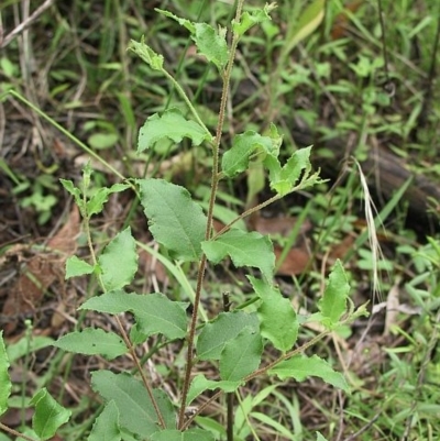 Eucalyptus globoidea