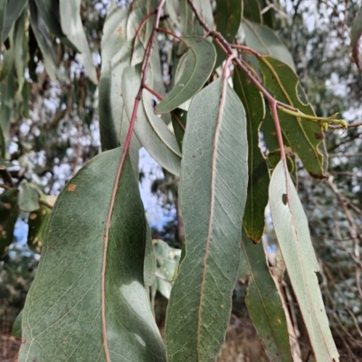 Eucalyptus globulus