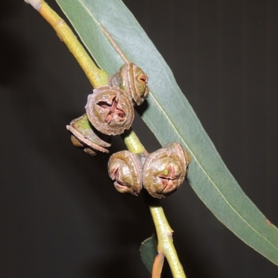Eucalyptus globulus subsp. bicostata
