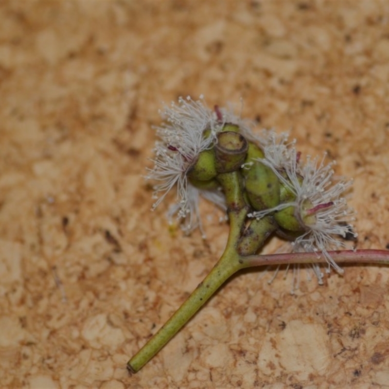 Eucalyptus goniocalyx