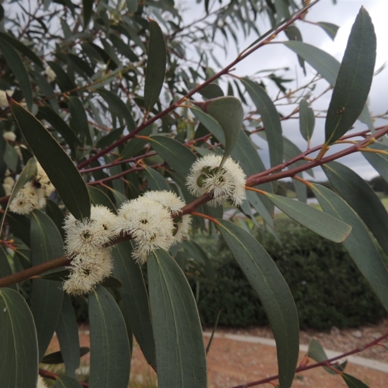 Eucalyptus gregsoniana