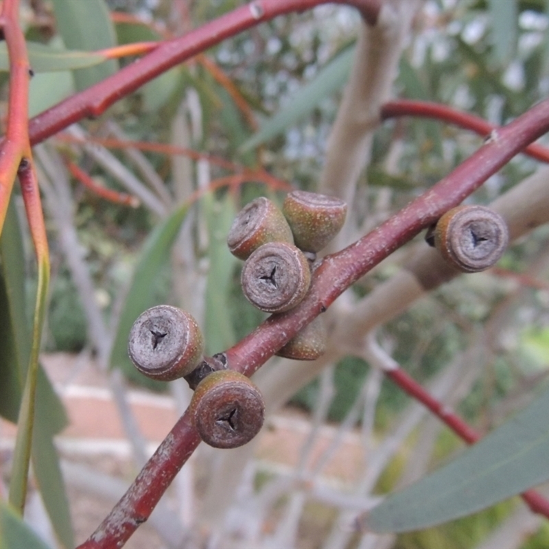 Eucalyptus gregsoniana