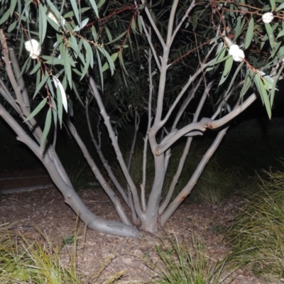 Eucalyptus gregsoniana