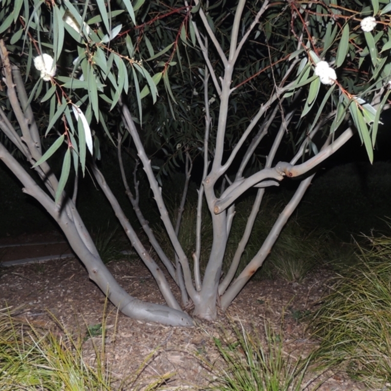 Eucalyptus gregsoniana